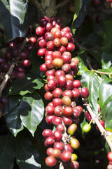 Ripe Coffee Bean Fruit