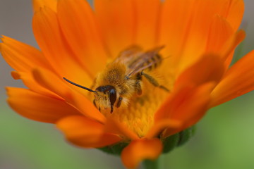 bee on a bright flower