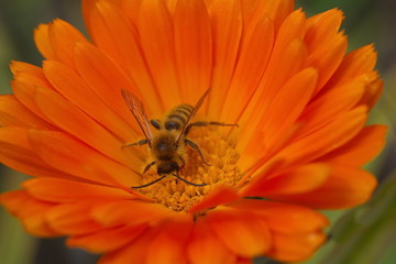 bee on orange calendula
