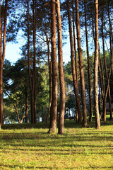 Pang Ung Forestry Plantations, Maehongson, North of Thailand