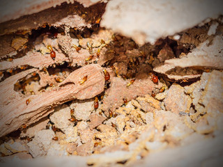 Worker and nasute termites on decomposing wood
