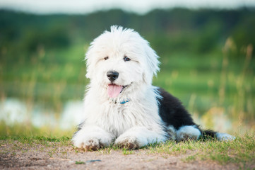 Bobtail puppy lying in summer