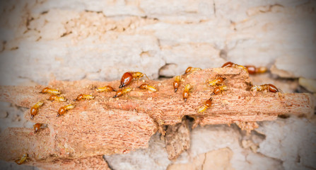 Worker and nasute termites on decomposing wood
