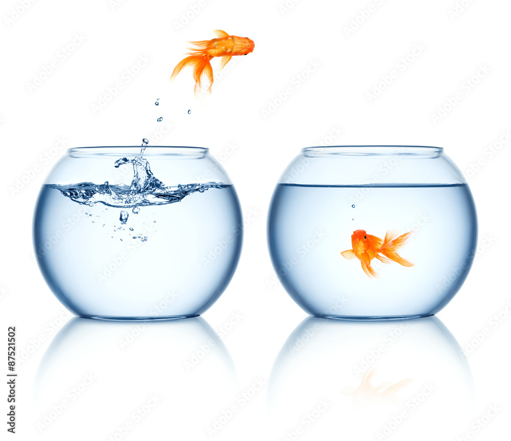 Wall mural A goldfish jumping out of the fishbowl isolated on white background - Wall murals