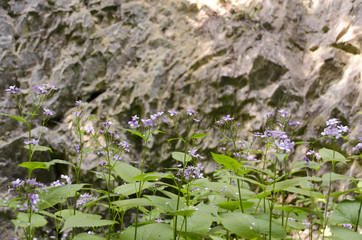 Obraz na płótnie Canvas purple flowers in front of rock
