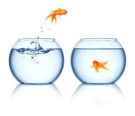 Fotobehang A goldfish jumping out of the fishbowl isolated on white background © Alexstar