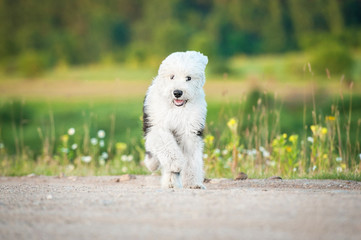 Bobtail puppy running on the field with flowers