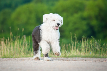Bobtail puppy running on the field