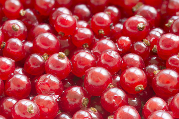  red currants as background