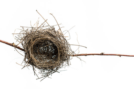 Empty bird nest. Lonely bird nest isolated on white.   