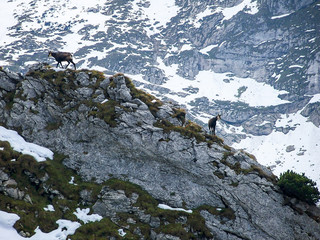 Mountain goats walking along the ridge, Poland