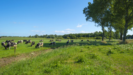 Fototapeta premium Stado krów pasących się latem na łące