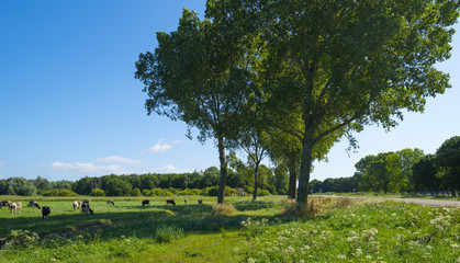 Herd of cows grazing in a meadow in summer