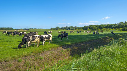 Naklejka na ściany i meble Herd of cows grazing in a meadow in summer