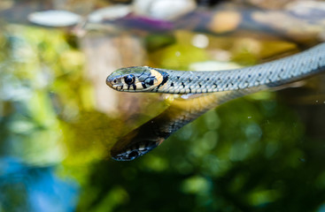 Spiegelung einer Ringelnatter im Gartenteich