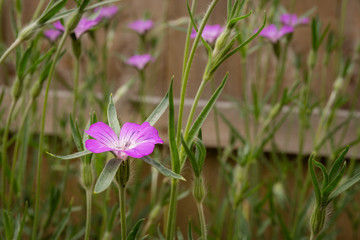 Corncockle Wildflower