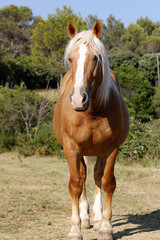 Obraz premium Horse Haflinger
