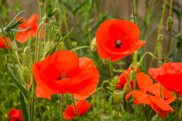 Poppies close-up