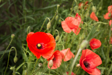 Obraz premium Poppy Wildflowers