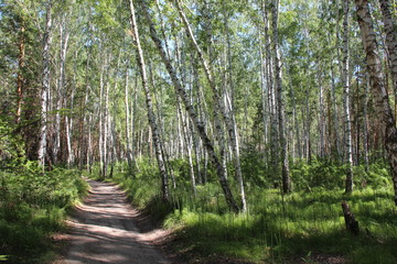 Дорога в лесу