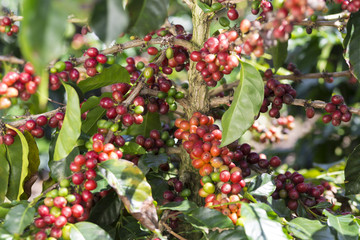 Ripe Coffee Bean Fruit