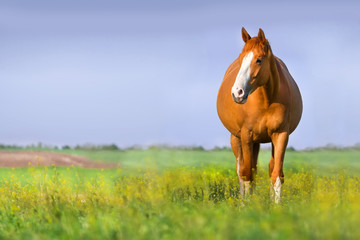 Red pregnant mare in spring pasture - obrazy, fototapety, plakaty