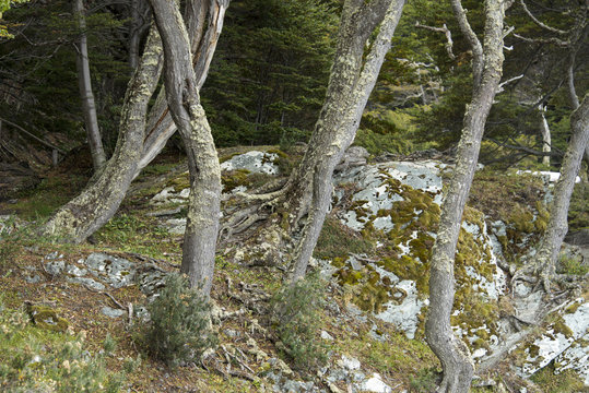 Hêtre de Magellan, Nothofagus betuloides,Terre de Feu, Patagonie, Argentine