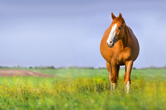 Fototapeta Red pregnant mare in spring pasture