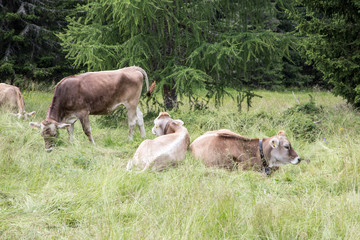 Brown cows in free range