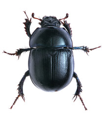 black beetle isolated on white background. Macro. - obrazy, fototapety, plakaty