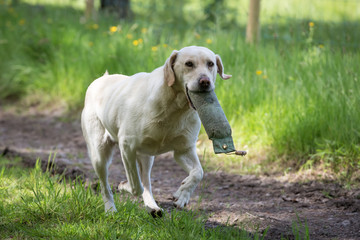 Labrador Retriever with a Training Dummy