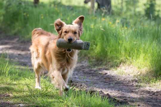Golden Retriever with a Training Dummy - Powered by Adobe