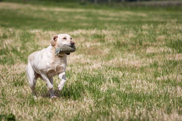 Obraz na płótnie Canvas Labrador Retriever with a Training Dummy