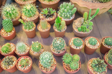 Cactus desert plant.