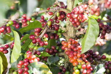 Ripe Coffee Bean Fruit