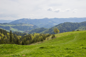 Beautiful spring landscape in Carpathians mountains. Ukraine.