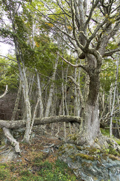 Hêtre de Magellan, Nothofagus betuloides,Terre de Feu, Patagonie, Argentine