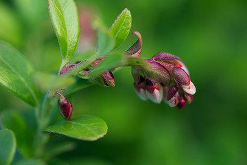 Flowering  cowberry close up. Macro shot.