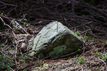 Stone  in the mountain forest of Carpathians