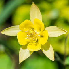 Obraz premium Lone Aquilegia