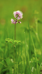 Akeleiblättrige Wiesenraute,
sie ist ziemlich selten geworden auf den Wiesen des Osterzgebirges