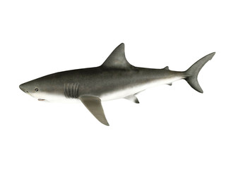 3D render shark isolated on white background