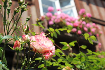 Roses de Normandie