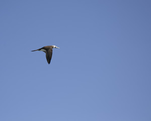 Vuelo