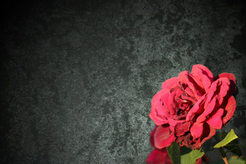 Rose vor dunklem Hintergrund mit Freifläche für eigenen Text
