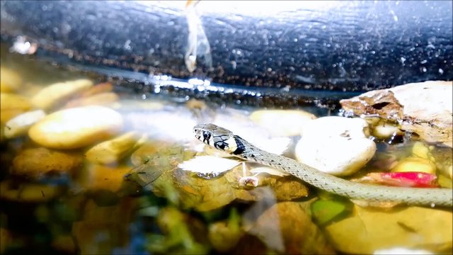 Ringelnatter im Gartenteich