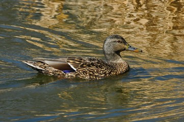 Mallard Duck Hen swimming in pond with golden reflections