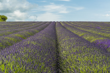 Plakat Lavender field in the summer