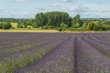Fototapeta na wymiar Lavender field in the summer