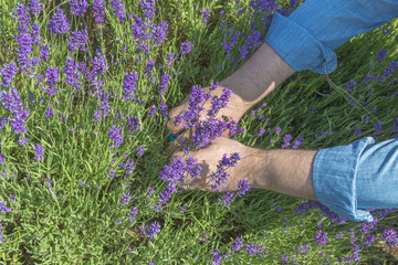 Male's hands cutting lavender flowers